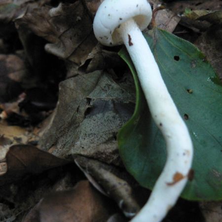 Hygrophorus cossus